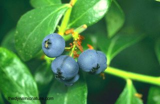 Blueberry is a very rich source of antioxidants.