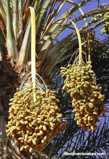 Date fruit is rich in minerals and antioxidants.