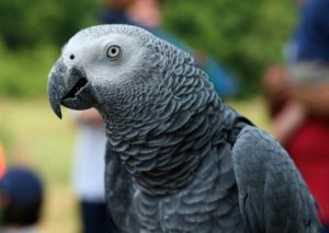 African grey parrot (Psittacus erithacus)