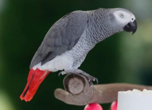 African grey parrot (Psittacus erithacus)