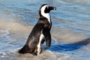 African penguin (Spheniscus demersus)