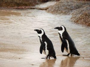 African penguin (Spheniscus demersus)