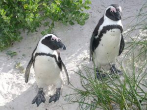 African penguin (Spheniscus demersus)