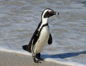 African penguin (Spheniscus demersus)