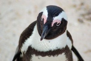 African penguin (Spheniscus demersus)