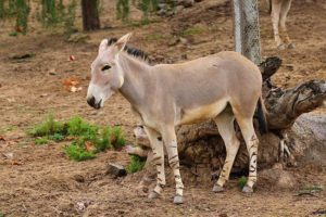 African wild ass (Equus africanus)