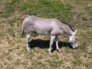 African wild ass (Equus africanus)