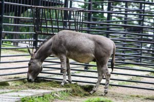 African wild ass (Equus africanus)