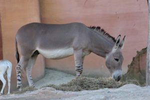 African wild ass (Equus africanus)