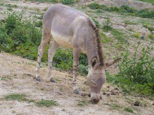 African wild ass (Equus africanus)