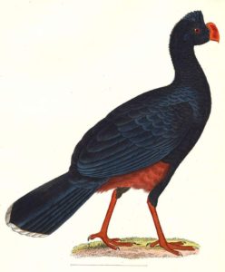 Alagoas curassow (Mitu mitu)