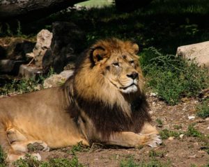  Barbary lion (Panthera leo leo)