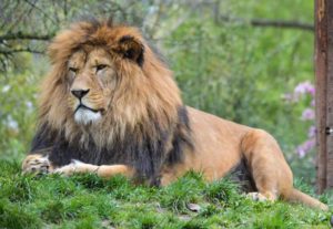 Panthera leo leo in lev berberský v plzeňské zoo