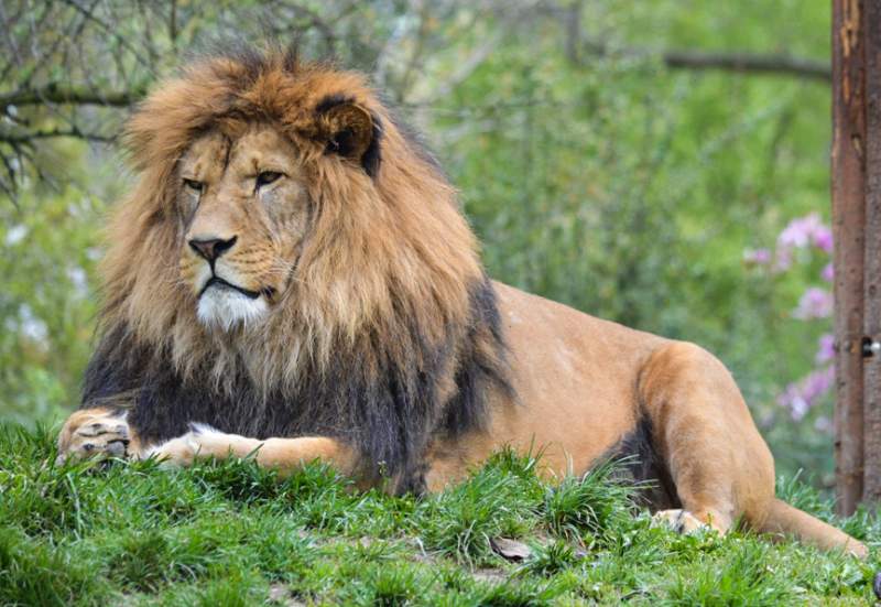 Barbary Lion Panthera Leo Leo Endangered Animals