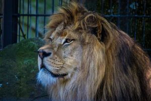  Barbary lion (Panthera leo leo)