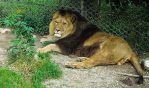 Barbary lion (Panthera leo leo)