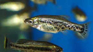 Butterfly splitfin (Ameca splendens)