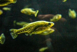 Butterfly splitfin (Ameca splendens)