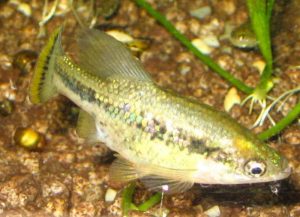 Butterfly splitfin (Ameca splendens)