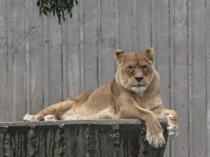 Female Barbary lion