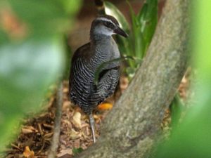 Guam rail (Gallirallus owstoni)