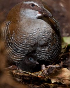 Guam rail (Gallirallus owstoni)