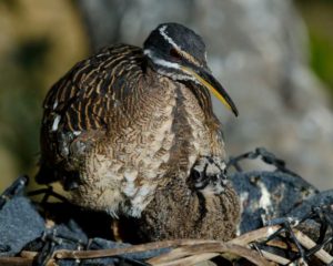 Guam rail (Gallirallus owstoni)