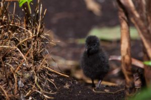 Guam rail (Gallirallus owstoni)