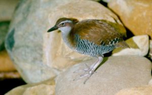 Guam rail (Gallirallus owstoni)