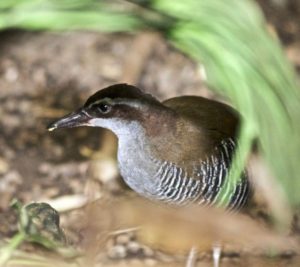 Guam rail (Gallirallus owstoni)