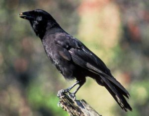 Hawaiian crow Corvus hawaiiensis