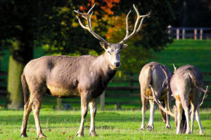 Père David's deer (Elaphurus davidianus)