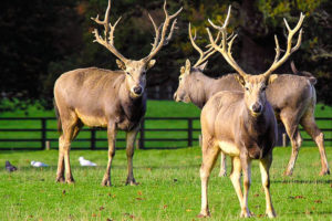 Père David's deer (Elaphurus davidianus)