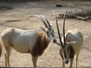 Scimitar oryx (Oryx dammah)