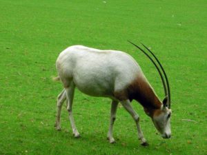 Scimitar oryx (Oryx dammah)