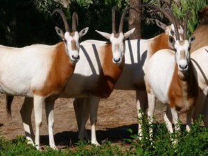 Scimitar oryx (Oryx dammah)
