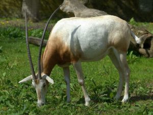 Scimitar oryx (Oryx dammah)