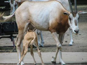 Scimitar oryx (Oryx dammah)