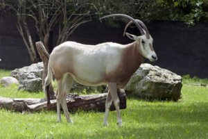 Scimitar oryx (Oryx dammah)