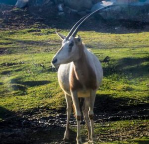 Scimitar oryx (Oryx dammah)