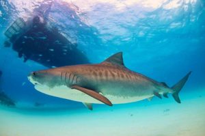 Tiger shark (Galeocerdo cuvier)