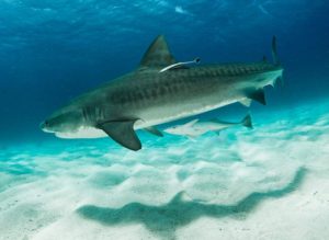 Tiger shark (Galeocerdo cuvier)