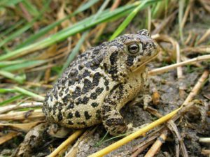 Wyoming toad - Anaxyrus baxteri