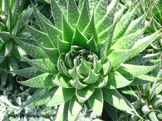 Aloe vera gel is used in skin care preparations.
