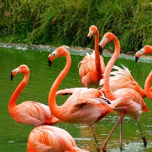 birds - flamingos