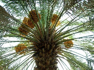 date palm with fruits