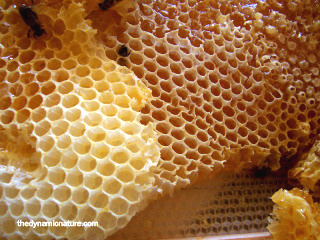 Honey has antibiotic and antioxidant properties.