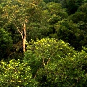 Amazon manaus forest