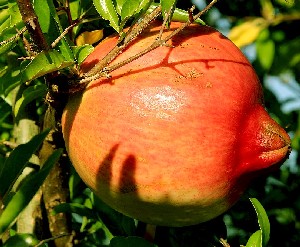 pomegranate fruit on a tree