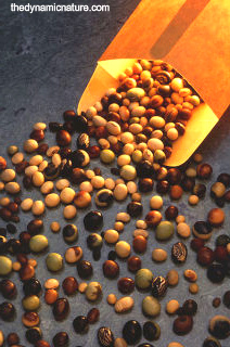 Soybean is the best plant protein source in the world.